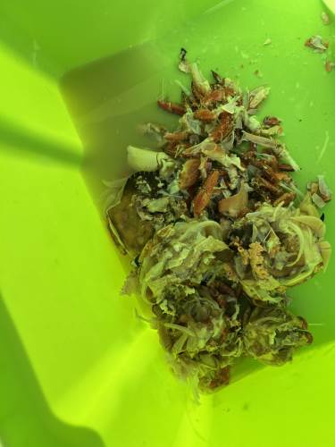 Restene etter at vi er ferdig med å spise